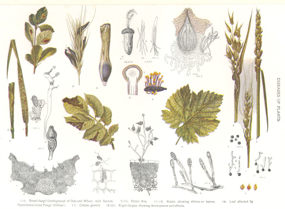 PLANT DISEASE. Brand-fungi oats wheat Potato Rot Rusts Oidium Ergot-fungus 1907